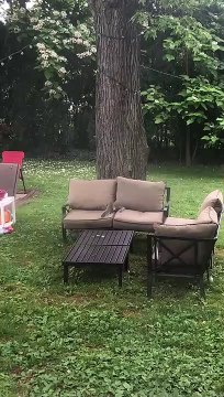 Squirrels Feud For The Nut
