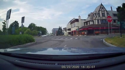 Skunk Family Using Crosswalks in Niagara Falls