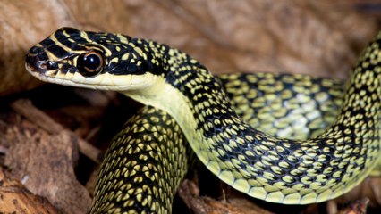 Enquiring Minds Wanted To Know: How Do Snakes Fly?