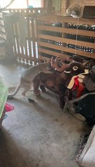 Redneck Wallaby is Excited to See Stuffed Moose