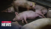 New strain of 'swine flu' found in China