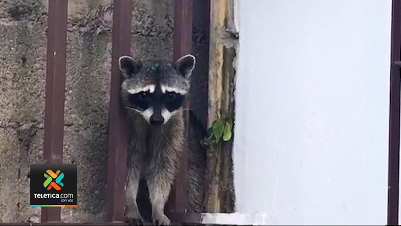 tn7-Animales-silvestres-comienzan-a-frecuentan-zonas-urbanas-en-época-de-pandemia-300620