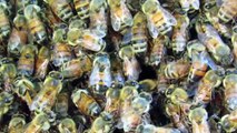 Bee Swarm Takes Over Squirrel Nest Box