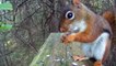 Forest Birds and Squirrels - Video for Cats and other bird lovers