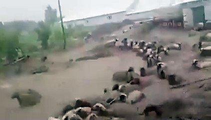 Sel sularına kapılıp sürüklenen 74 koyun öldü