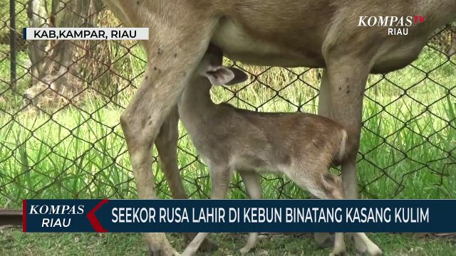 Seekor Rusa Lahir Di Kebun Binatang Kasang Kulim