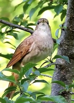 Le chant du rossignol