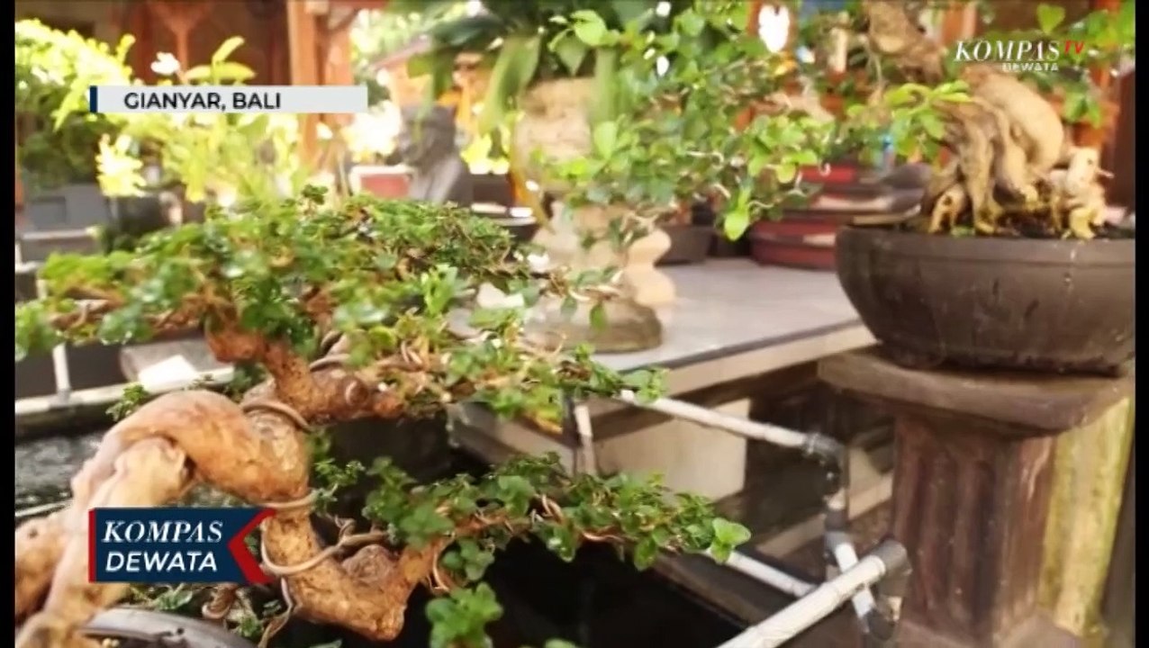 Wow! Peluang Bisnis Bonsai Raup Untung Puluhan Juta Rupiah