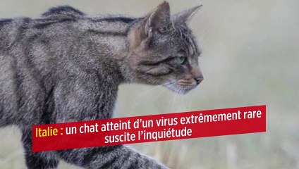 Italie : un chat atteint d'un virus extrêmement rare suscite l'inquiétude