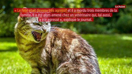 Italie : un chat atteint d'un virus extrêmement rare suscite l'inquiétude