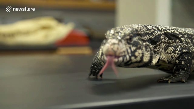 Up-close footage of the venomous white-throated monitor lizard