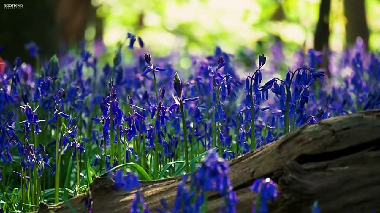 Meditation music: Relaxation and stress reliever music , healing sounds,zen meditation