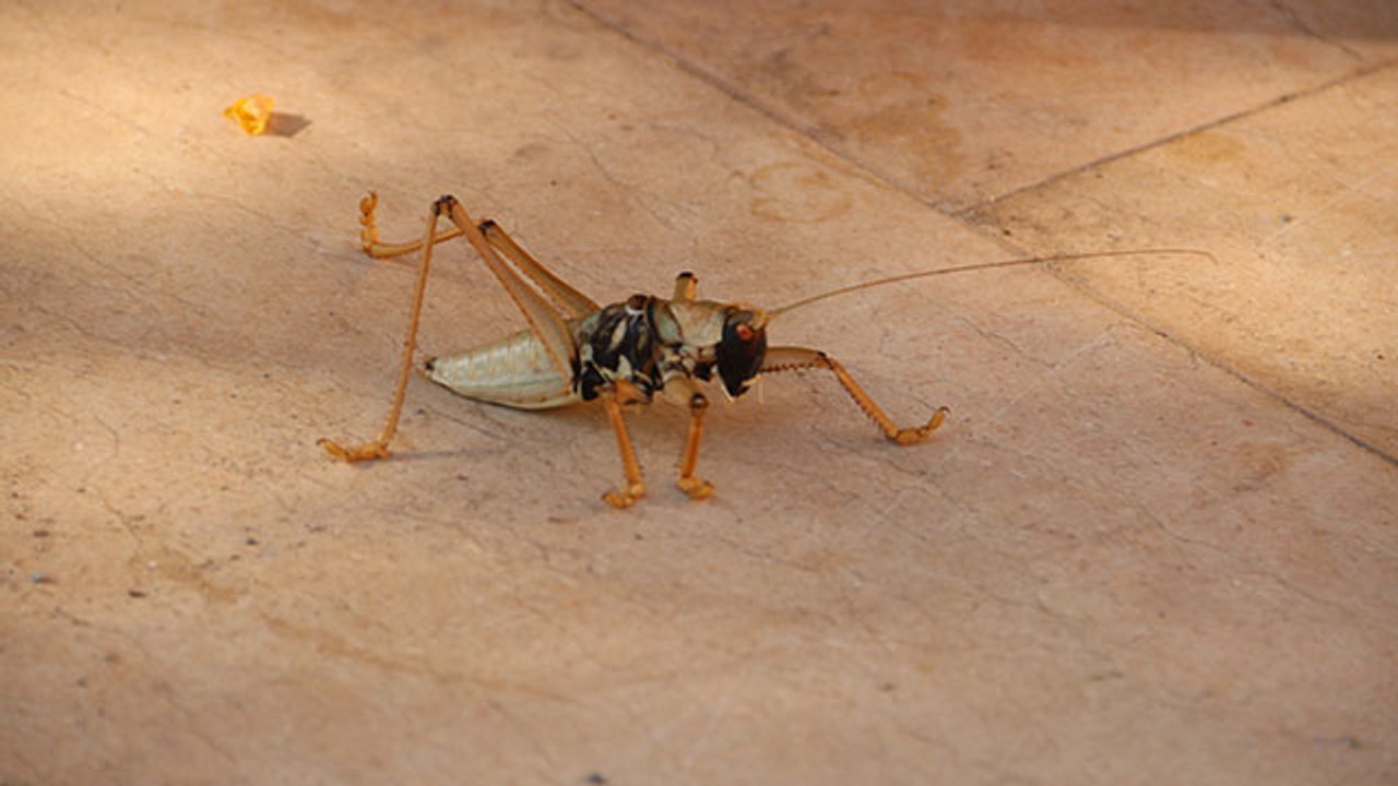 Diyarbakır'da dev çekirge görenleri hayrete düşürdü