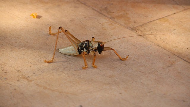 Diyarbakır'da dev çekirge görenleri hayrete düşürdü