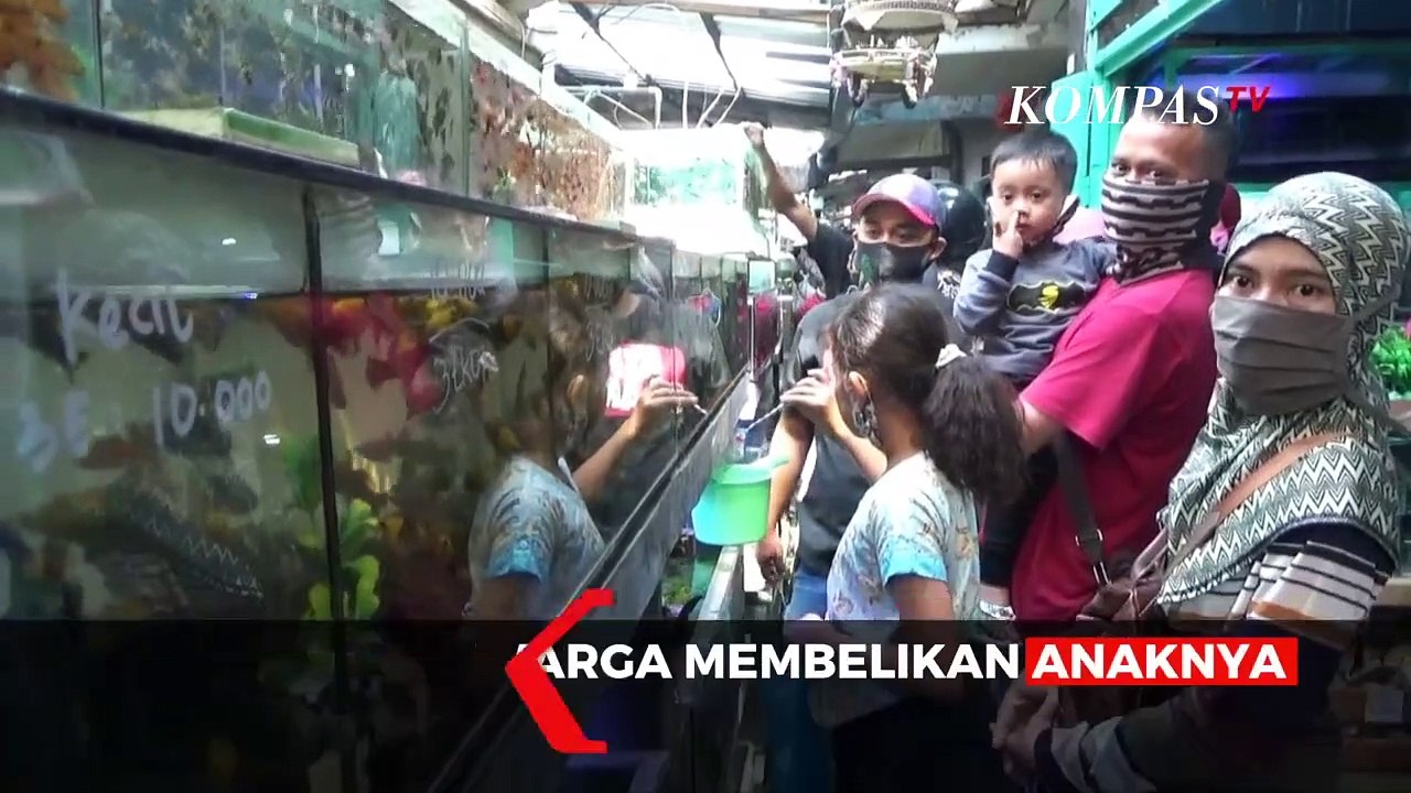 Pandemi Corona Membawa Berkah Untuk Pedagang Ikan Hias