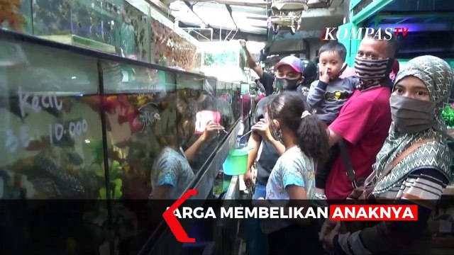 Pandemi Corona Membawa Berkah Untuk Pedagang Ikan Hias
