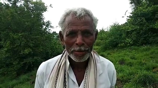 शाजापुर: कपलिया में किसानो की 40% सोयाबीन फसल बर्बाद