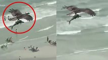 El instante en el que el águila atrapa al tiburón y se lo ‘merienda’ volando