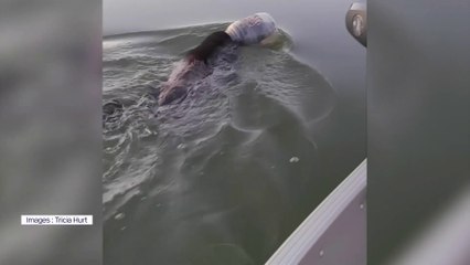 Une famille américaine sauve un ours ayant la tête coincée dans un bidon