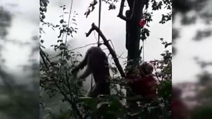 Ağaçta mahsur kalan ayı böyle kurtarıldı