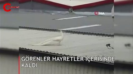 Çatıya kondu! Görenler hayretler içinde kaldı