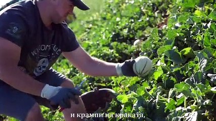 4/4 - Сезон без грижи, бране на пъпеши/ Une saison sans soucis, la cueillette de melon