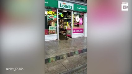 Möwe stiehlt rotzfrech aus einem Laden