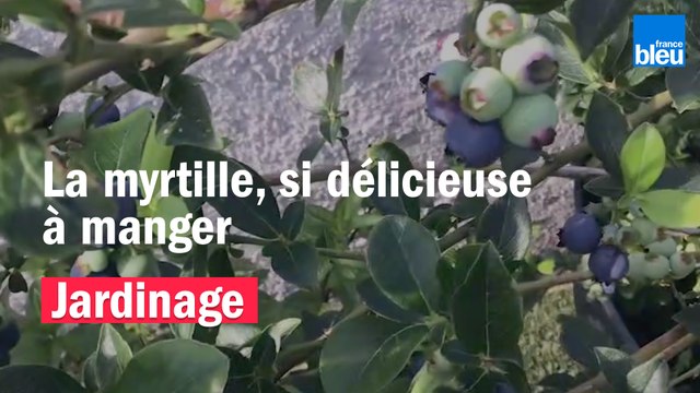 Roland Motte, jardinier : la myrtille, délicieuse à manger