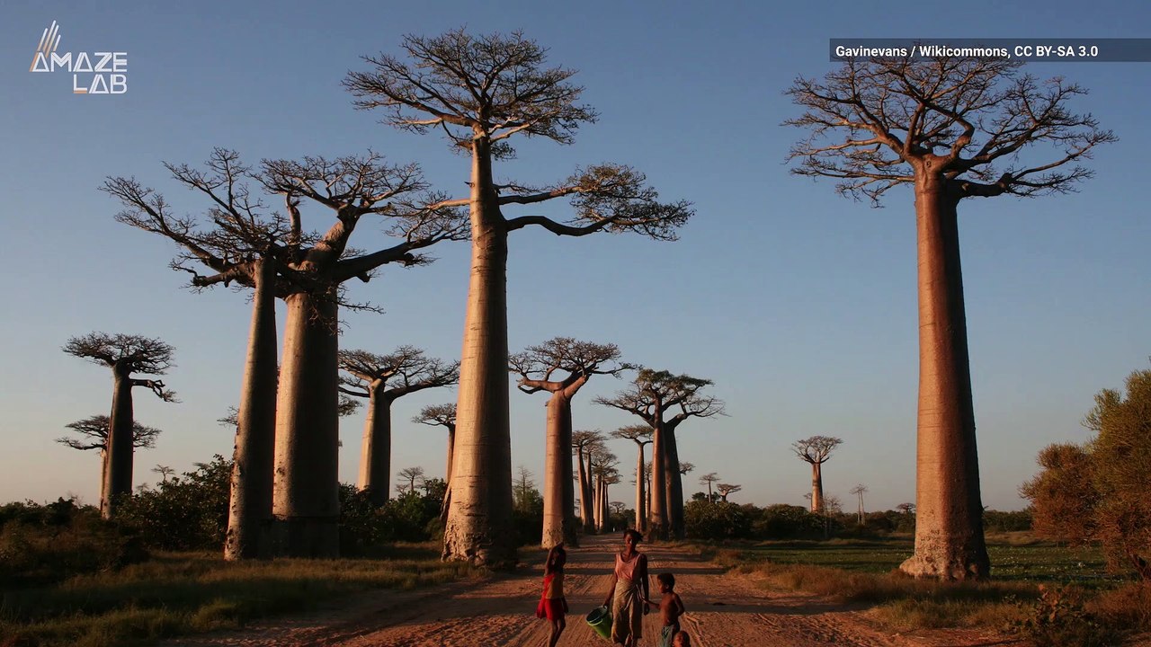 Majestic Ancient Trees in Madagascar Stand Up to 100 Feet Tall