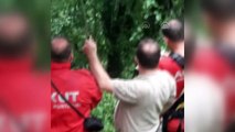 Çıktığı ağaçta mahsur kalan ayı AKUT ekiplerince kurtarıldı (1) - RİZE