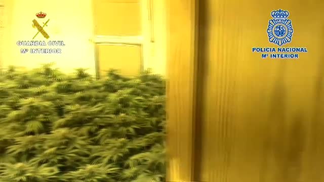 Desarticulada una organización delictiva dedicada al tráfico de hachís entre Melilla y la península