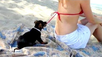 2020 LATETS WOMEN CLIPS LOVER 「絶対に笑う」あり得ないことをする犬★おもしろい犬のハプニング, 失敗画像集 #02