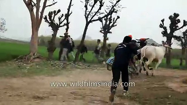 Bullock cart racing obsession in Rural Punjab | The Best of India