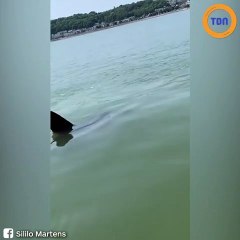 Des pêcheurs tombent nez à nez sur une énorme créature marine