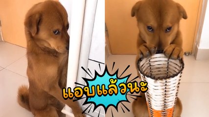 เจ้าตูบซ่อนแอบ เขาแอบดีแล้วนะ... ไม่มีใครเห็นหรอก นี่ ๆ อย่าไปบอกใครเชียว