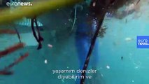 Milli sporcu Ercümen İstanbul Boğazı'nda daldı: 'Balıklardan çok plastiklerin arasında yüzüyorum'