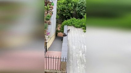 Adult Cats Pick Up Kitten Stuck On Steps