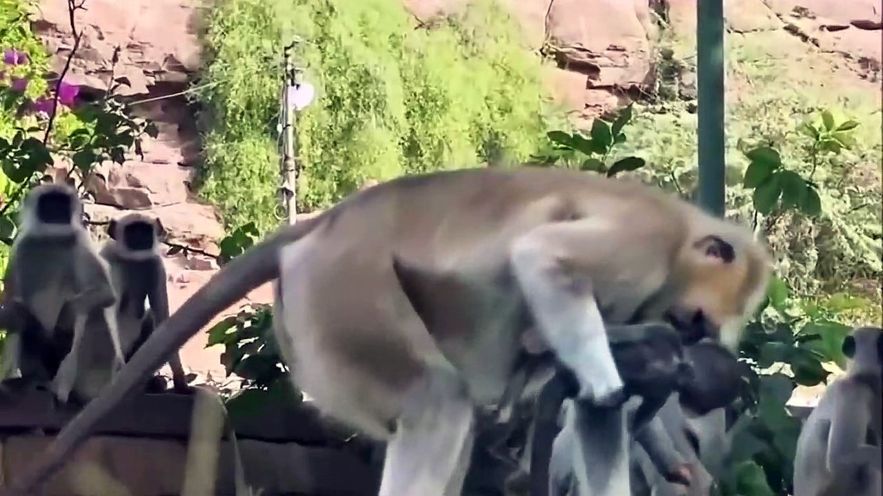 How Animals Behave to the Loss of their Family and Friends