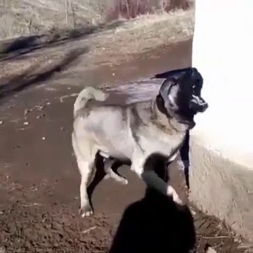 ADAMCI SiVAS KANGAL KOPEGi - ANATOLiAN SHEPHERD SiVAS KANGAL DOG