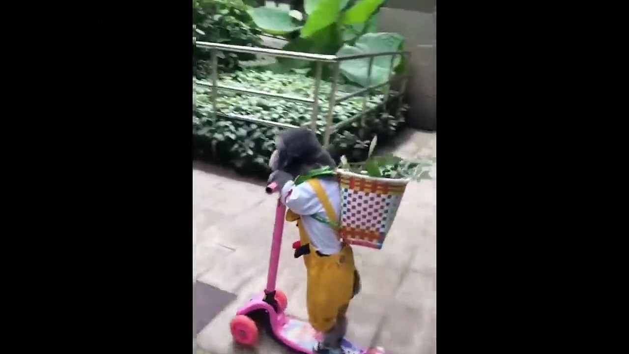 UNUSUAL MEMES COMPILATION V82 ( 720 X 720 )