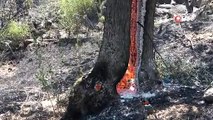 Çanakkalede zeytinlik yangını