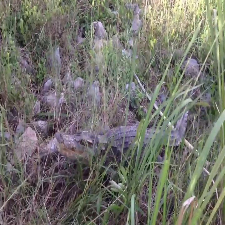 Catches Big Crocodile While Fishing - How To Catch Big Crocodile