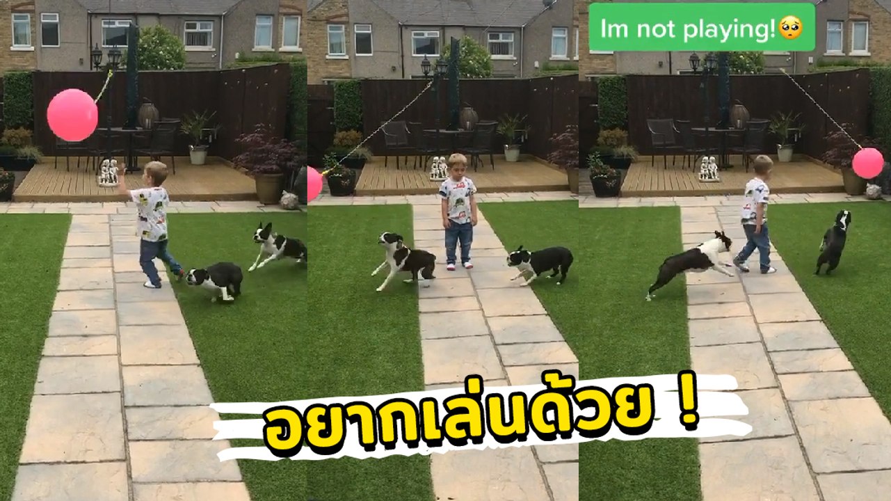 โถ ๆ น่าสงสาร อยากจะเล่นด้วย แต่โดนเจ้าตูบแย่งเล่นไม่แบ่งกันเลย