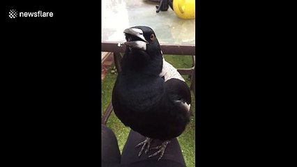 Lap-singing magpie sounds just like R2-D2 from Star Wars