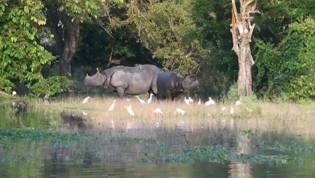 Floodwaters swamp rhino reserve