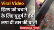 Viral Video: Ganga Barrage में फंसा Deer, बुजुर्ग ने जान हथेली पर रखकर ऐसे बचाया | वनइंडिया हिंदी
