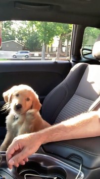 Precious Puppy Paws at Person for Pets