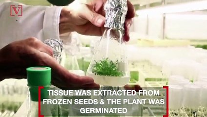 32,000-Year-Old Plant Revived by Scientists