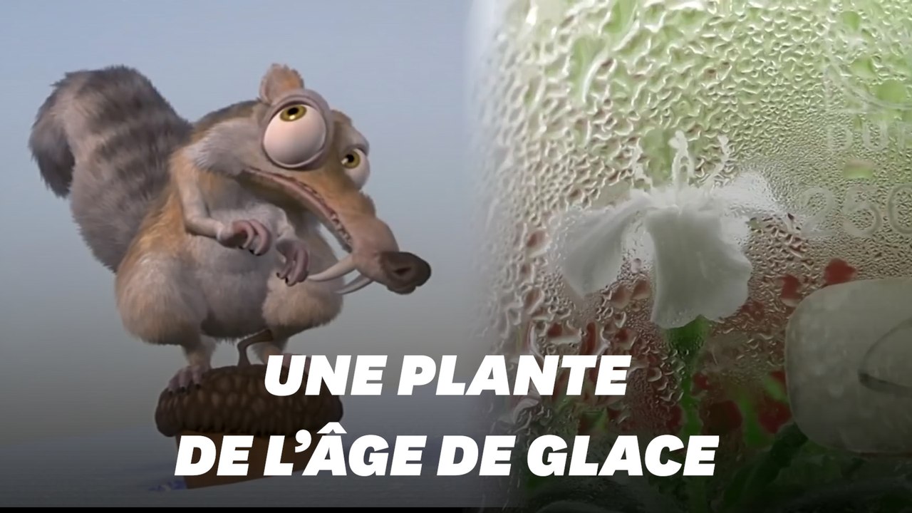Des scientifiques ressuscitent une plante vieille de 32 000 ans