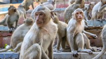 Quand des milliers de singes envahissent une ville entière en Thaïlande | VIDÉO NEWS